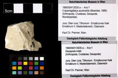 Foto (Objekt + Etiketten) von Cracensigillatus acutirostris (Moericke, 1889) 